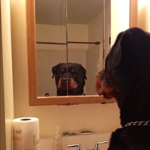 Meet your Posher, Darrell